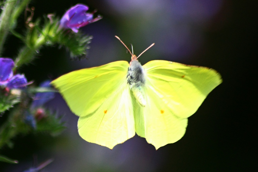 gonepteryx rhamni : una foglia gialla al vento